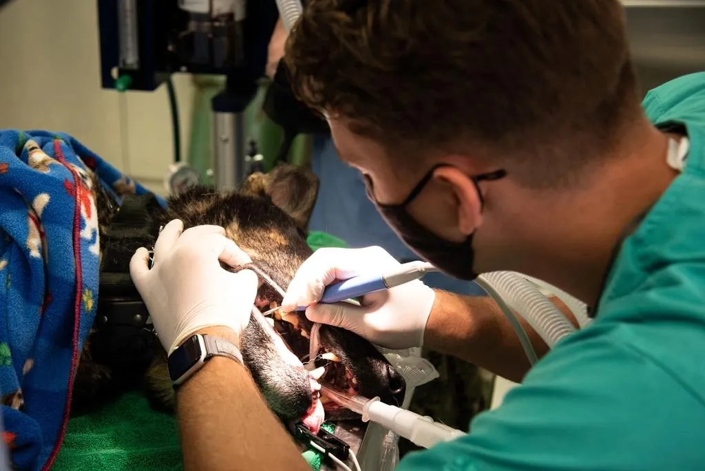 Veterinário a tratar um cão na clínica